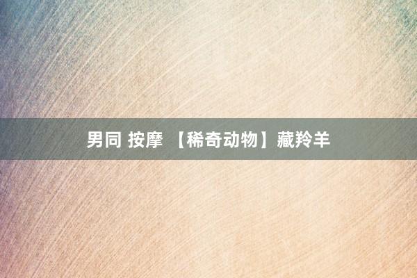 男同 按摩 【稀奇动物】藏羚羊