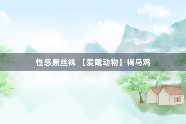 性感黑丝袜 【爱戴动物】褐马鸡